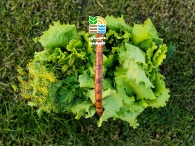 شایعترین آفات کاهو و بهترین روشهای پیشگیری: چگونه از کاهوی خود در برابر آفات محافظت کنیم؟ 27 شایعترین آفات کاهو