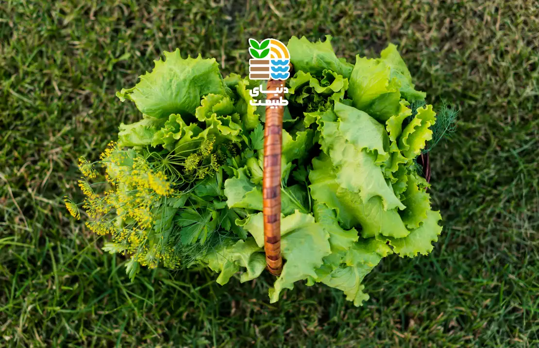 شایع‌ترین آفات کاهو