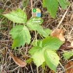 کود دهی درخت توت