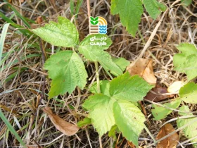 کود دهی درخت توت