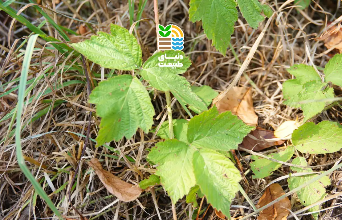 بهترین کود برای درخت توت چیست؟ بررسی جامع انواع کود و زمان مناسب کوددهی درختان توت 25 کود دهی درخت توت