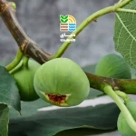 کوددهی درخت انجیر