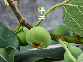 کوددهی درخت انجیر