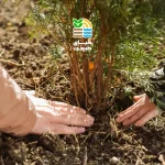 کوددهی درخت بادام