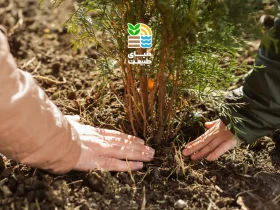 کوددهی درخت بادام