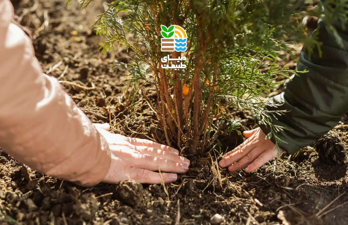 کوددهی درخت بادام