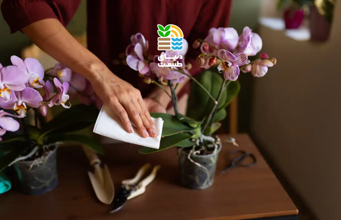 کنترل گل جالیز