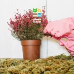 بهترین کود برای گلدهی گیاهان