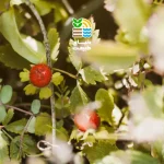 مهم‌ترین بیماری‌ها و آفات درخت سیب