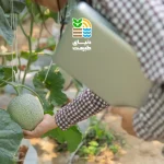 کوددهی درخت خربزه