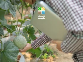 کوددهی درخت خربزه