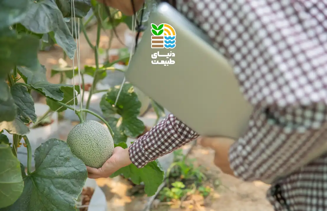 بهترین کود برای خربزه چیست؟ راهنمای کامل انتخاب و زمانبندی کوددهی برای برداشت خربزه شیرین و پربار 25 کوددهی درخت خربزه