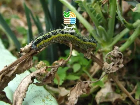 کرم خوشه خوار انگور چیست و بهترین روشهای مبارزه با آن کدام است؟【راهنمای جامع شناسایی، خسارت و کنترل】 39 کرم خوشه خوار انگور