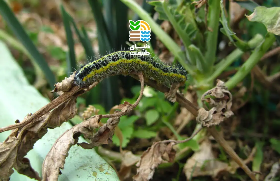 کرم خوشه خوار انگور چیست و بهترین روشهای مبارزه با آن کدام است؟【راهنمای جامع شناسایی، خسارت و کنترل】 25 کرم خوشه خوار انگور