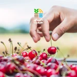 کوددهی درخت گیلاس