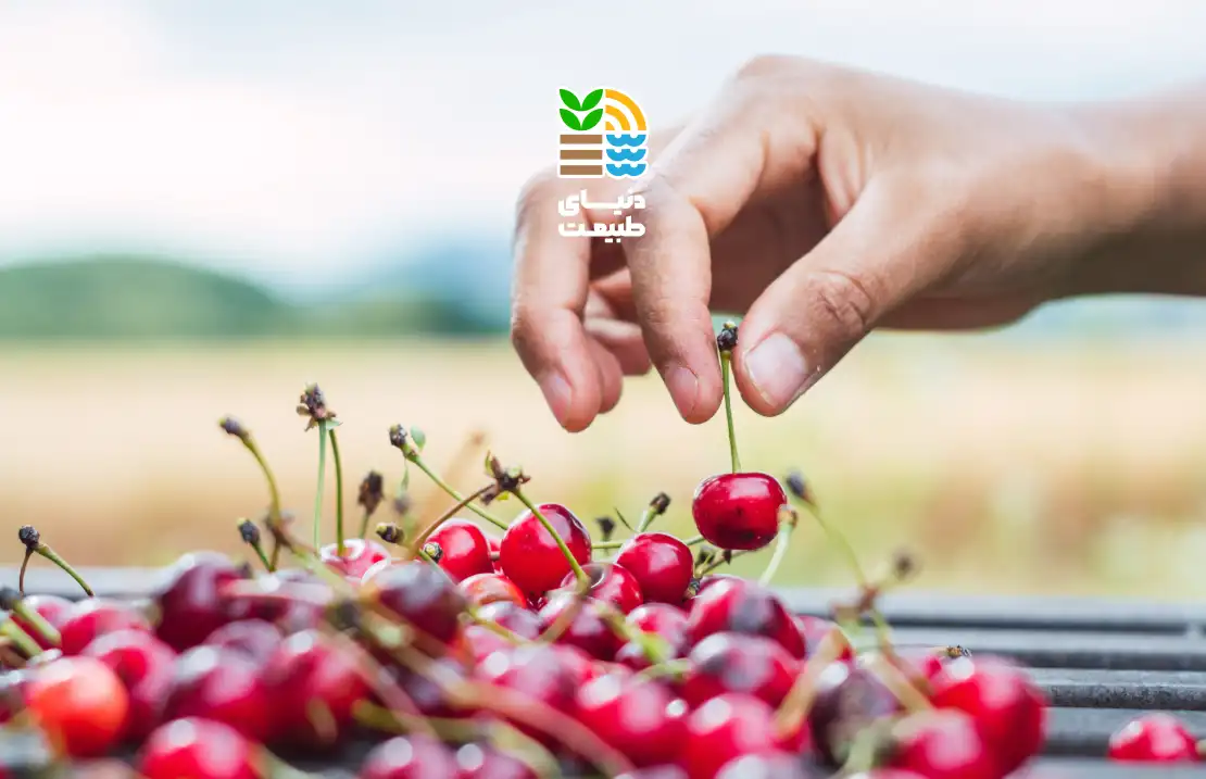 بهترین کود برای درخت گیلاس چیست؟ معرفی انواع کود، زمان استفاده و نکات طلایی برای افزایش باردهی 25 کوددهی درخت گیلاس