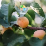 کوددهی درخت زردآلو