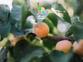 کوددهی درخت زردآلو