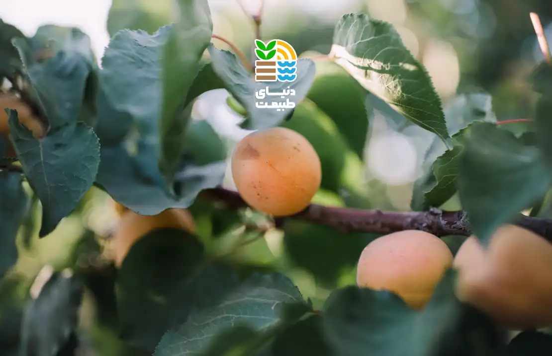 بهترین کود برای درخت زردآلو چیست؟ راهنمای کامل انتخاب و زمان مناسب کوددهی برای افزایش باردهی 25 کوددهی درخت زردآلو