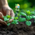 کود ۲۰-۲۰-۲۰ یا سه بیست