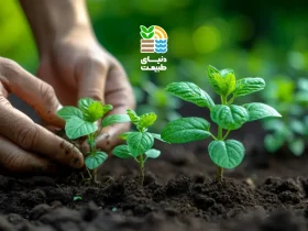 کود 20-20-20 یا سه بیست چیست و چه کاربردی در کشاورزی دارد؟ بررسی مزایا، نحوه مصرف و نکات مهم 48 کود ۲۰-۲۰-۲۰ یا سه بیست