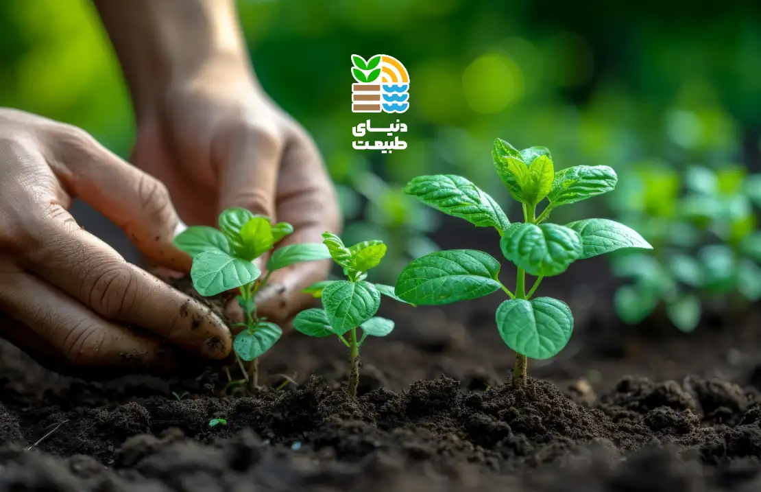 کود ۲۰-۲۰-۲۰ یا سه بیست