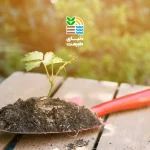 ضرر کود هیومیک اسید برای گیاهان