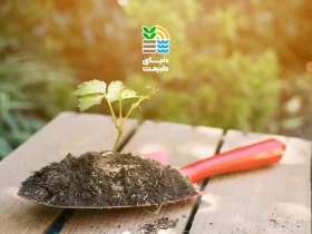 کود هیومیک اسید برای چه گیاهانی مضر است و چه زمانی نباید استفاده کنیم؟ 51 ضرر کود هیومیک اسید برای گیاهان