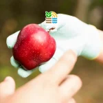 کوددهی درخت سیب