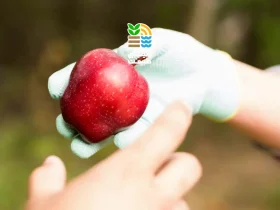 کوددهی درخت سیب