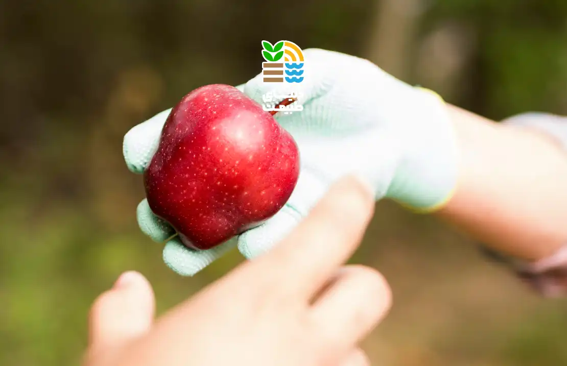 کوددهی درخت سیب