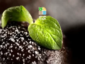 نقش عناصر میکرو و کودها در بهبود خاک و افزایش رشد گیاهان چیست؟ 38 عناصر میکرو و کودها