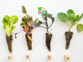 گیاهان برای رشد بهتر به چه عناصری نیاز دارند؟ معرفی کامل عناصر ماکرو و بهترین کودهای مورد نیاز گیاه 27 عناصر مورد نیاز گیاهان