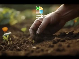 چگونه نوع و بافت خاک را تشخیص دهیم؟ راهنمای کامل شناسایی خاک و تأثیر آن بر رشد گیاه و کوددهی 33 راهنمای کامل شناسایی خاک و تأثیر آن بر رشد گیاه و کوددهی