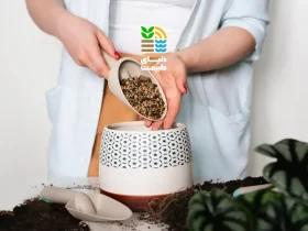 کود مناسب برای گیاهان آپارتمانی چیست؟ بهترین زمان و روش کوددهی گیاهان خانگی 36 کود مناسب برای گیاهان آپارتمانی