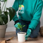 کوددهی گیاهان آپارتمانی