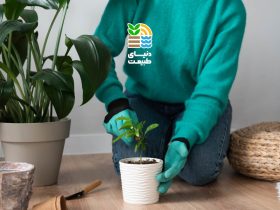 کوددهی گیاهان آپارتمانی
