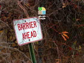 علائم و خطرات کمبود آهن در گیاهان؛ بهترین زمان و روش مصرف کود آهن چیست؟ 30 علائم و خطرات کمبود آهن در گیاهان