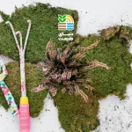 کود جلبک دریایی