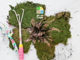 کود جلبک دریایی