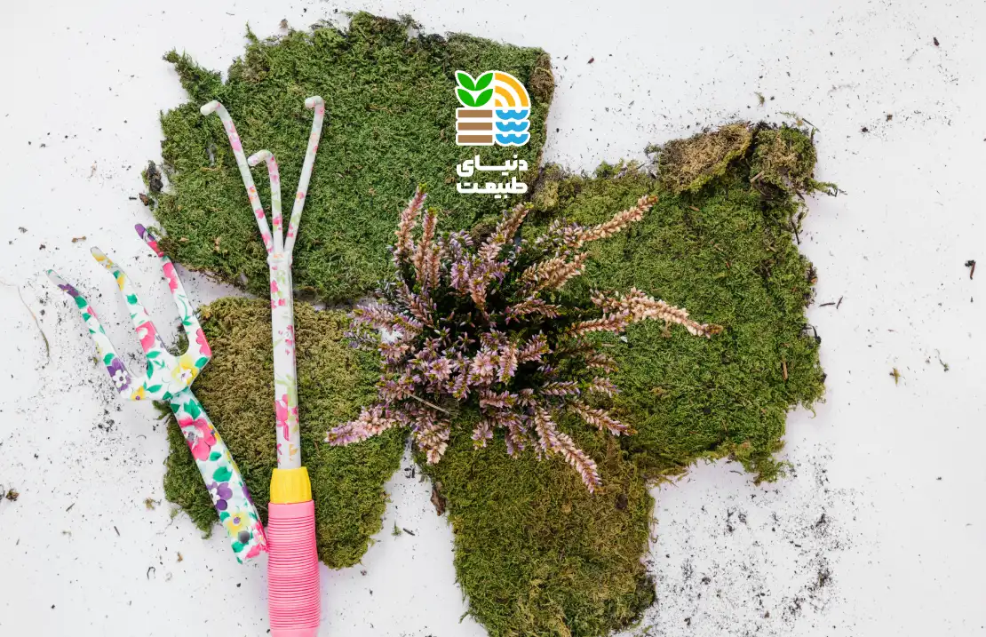 کود جلبک دریایی چیست و چه تاثیری در رشد و کیفیت گیاهان دارد؟ (بررسی علمی، مزایا و روش مصرف) 25 کود جلبک دریایی