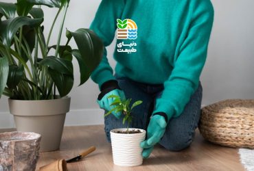 کوددهی گیاهان آپارتمانی