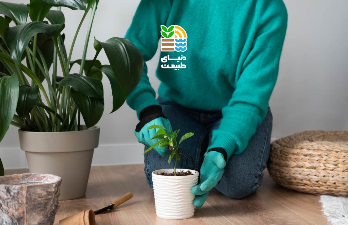 کوددهی گیاهان آپارتمانی