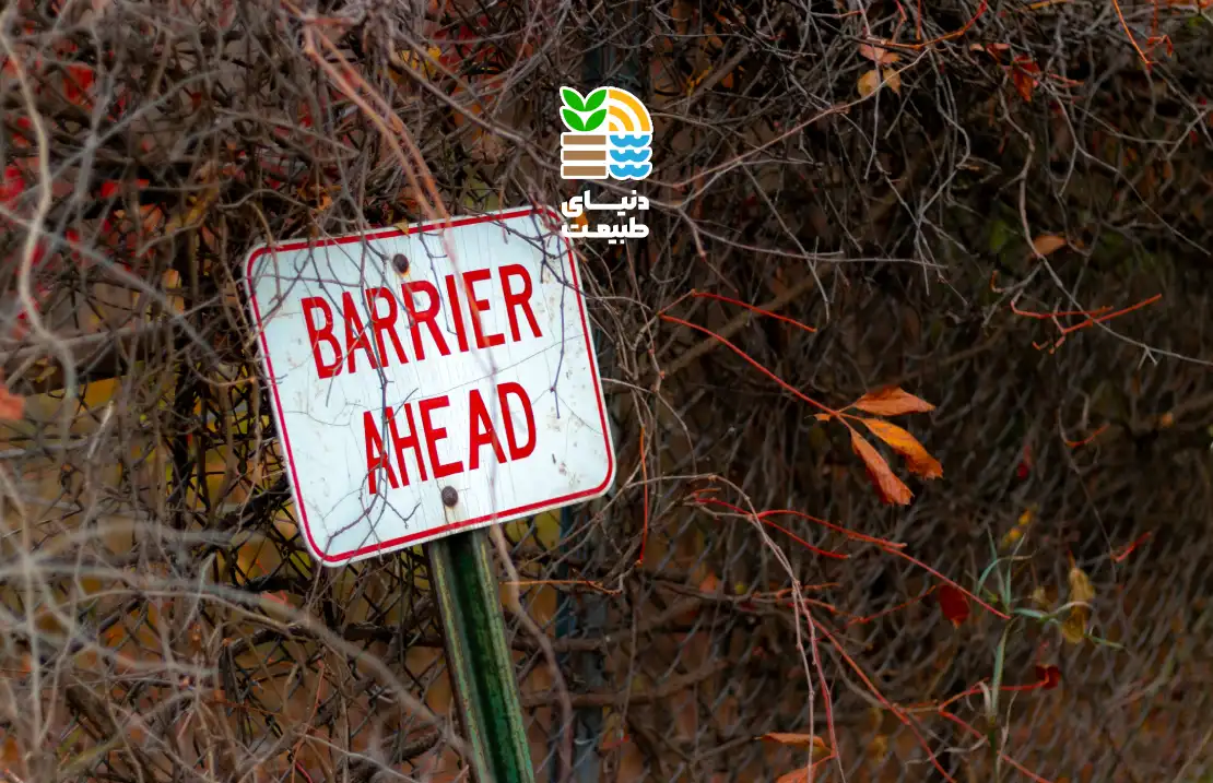 علائم و خطرات کمبود آهن در گیاهان