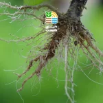 نماتد ریشه گره