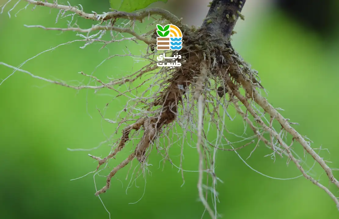 نماتد ریشه گره