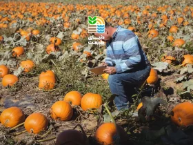 کدام کود برای افزایش محصول کدو مناسبتر است و بهترین روش تغذیه کدو سبز چیست؟ 54 کوددهی کدو