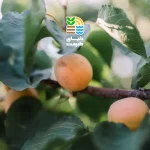 کود برای درخت زردآلو