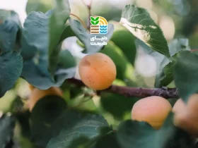 بهترین کود برای درخت زردآلو چیست؟ راهنمای کامل کوددهی اصولی، زمان، روش مصرف و افزایش باردهی زردآلو 30 کود برای درخت زردآلو