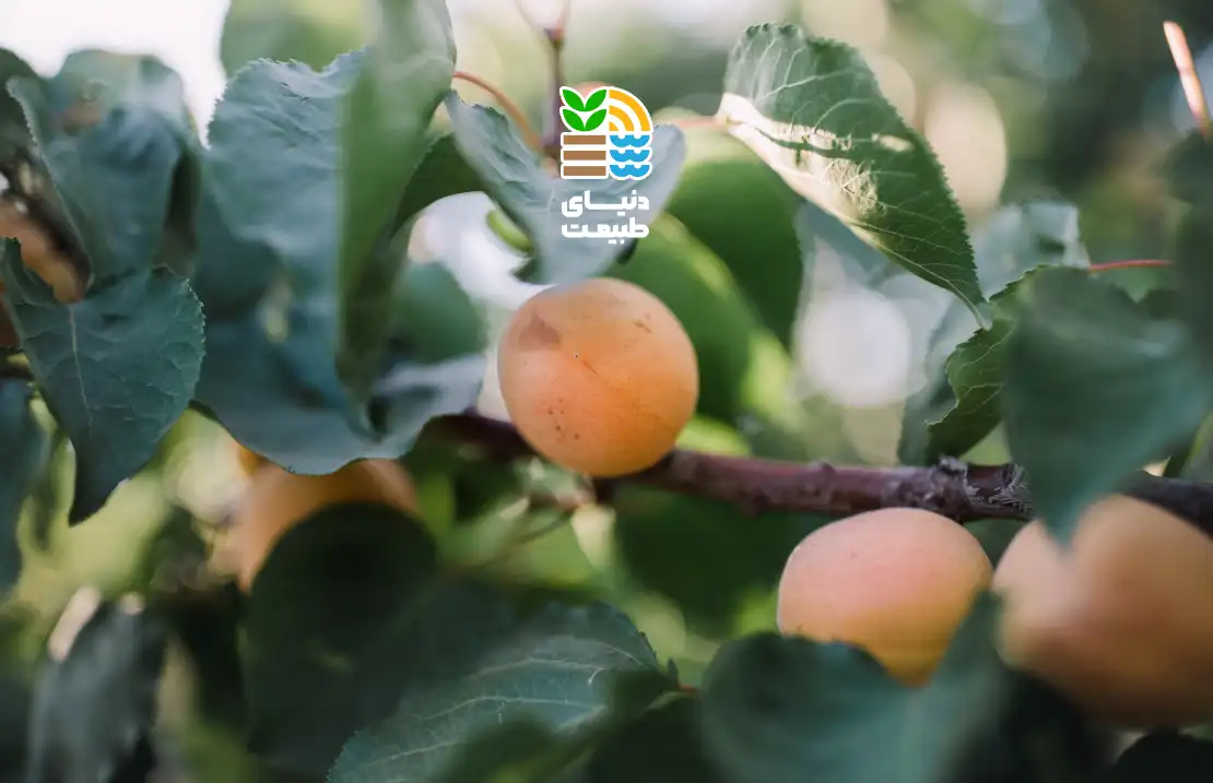 کود برای درخت زردآلو